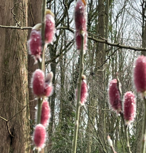 Salix gracilistyla Mount Aso    